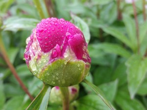 peony bud