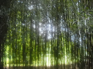 bamboo forest, climate change