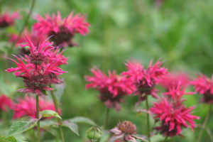 bee balm, save the bees