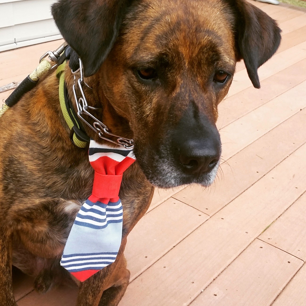 animal magic class thursdays