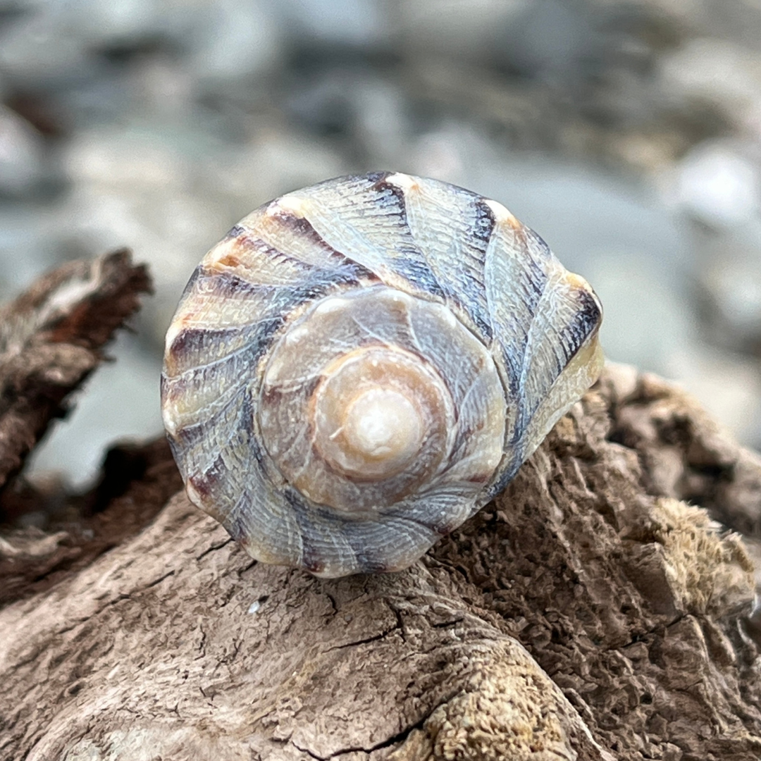 spiral whelk