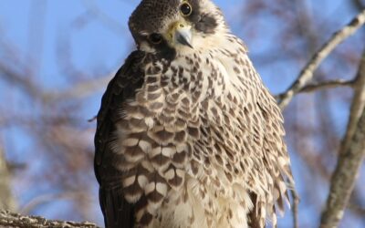 Five Days With a Peregrine Falcon