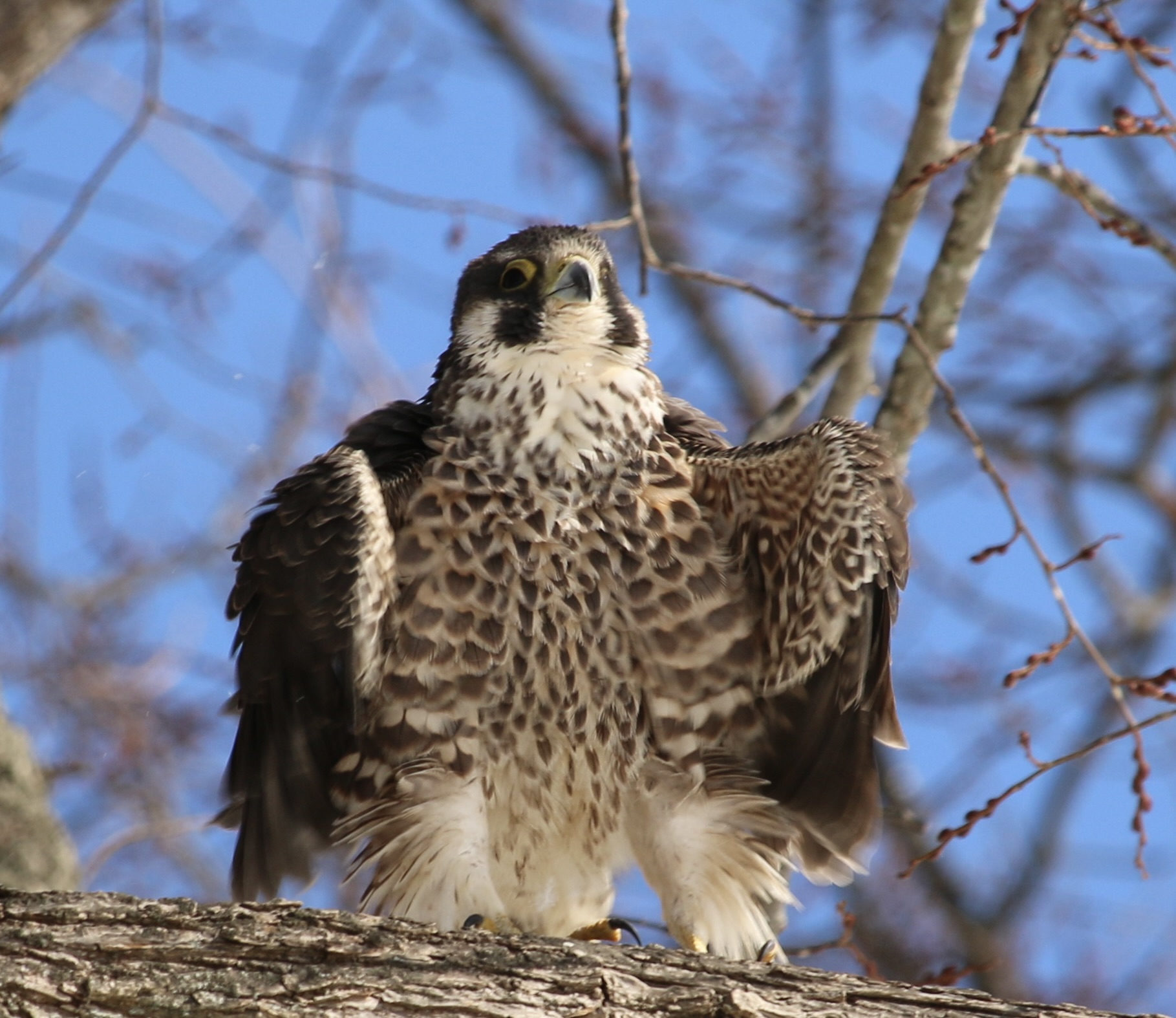 peregrine falcon new england