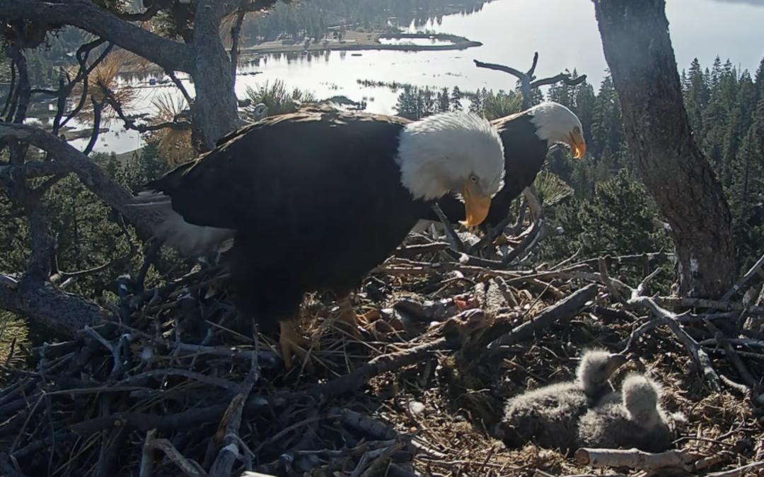 bald eagles and their eaglets