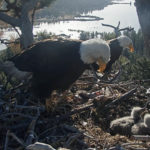 bald eagles and their eaglets