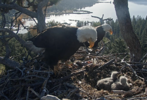 bald eagles and their eaglets