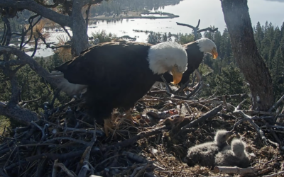Bird Cams, Migration, and an Earth Day Plea